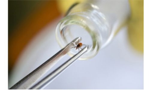 Maladie de Lyme : un test urinaire pour la détecter