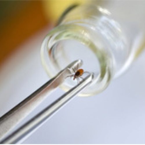 Maladie de Lyme : un test urinaire pour la détecter