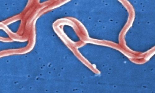 Maladie de LYME: A la recherche des gènes bactériens responsables de la virulence